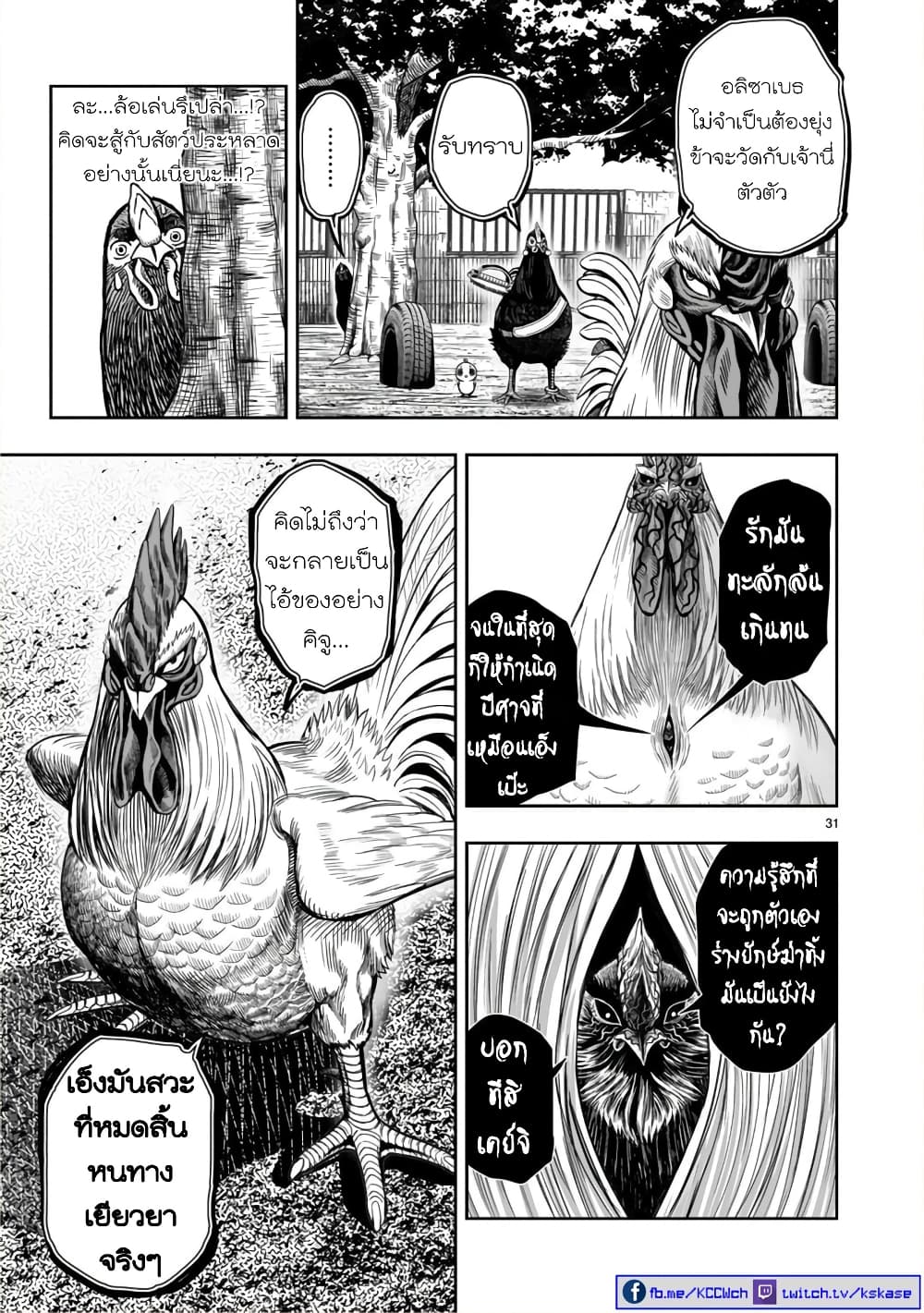 Rooster Fighter ป๋าโต้งชนยับ 11-พอล่าไก่เสร็จ ธนูก็สิ้นค่า (คนที่คอยโหมงาน กลับถูกทิ้งในตอนจบ