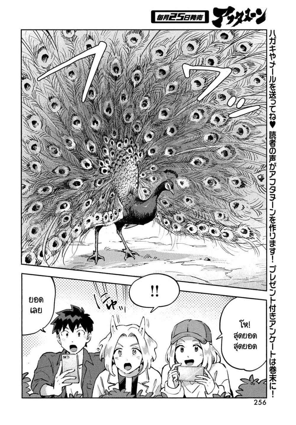 Q Koitte Nandesuka? 10-Pavo Cristatus