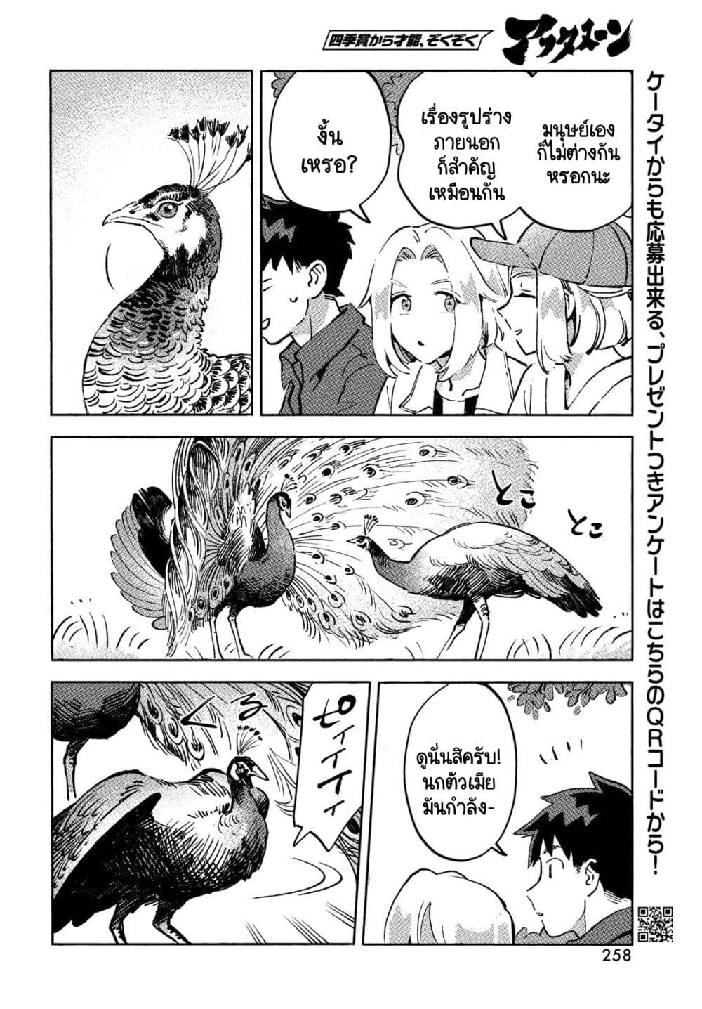 Q Koitte Nandesuka? 10-Pavo Cristatus